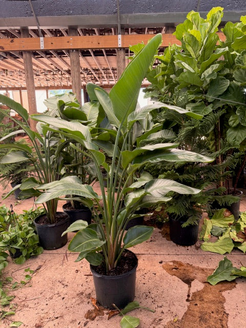 aglaonema diamond duke Aglaonema Pink Diamond, 5" pot – Green Millennium