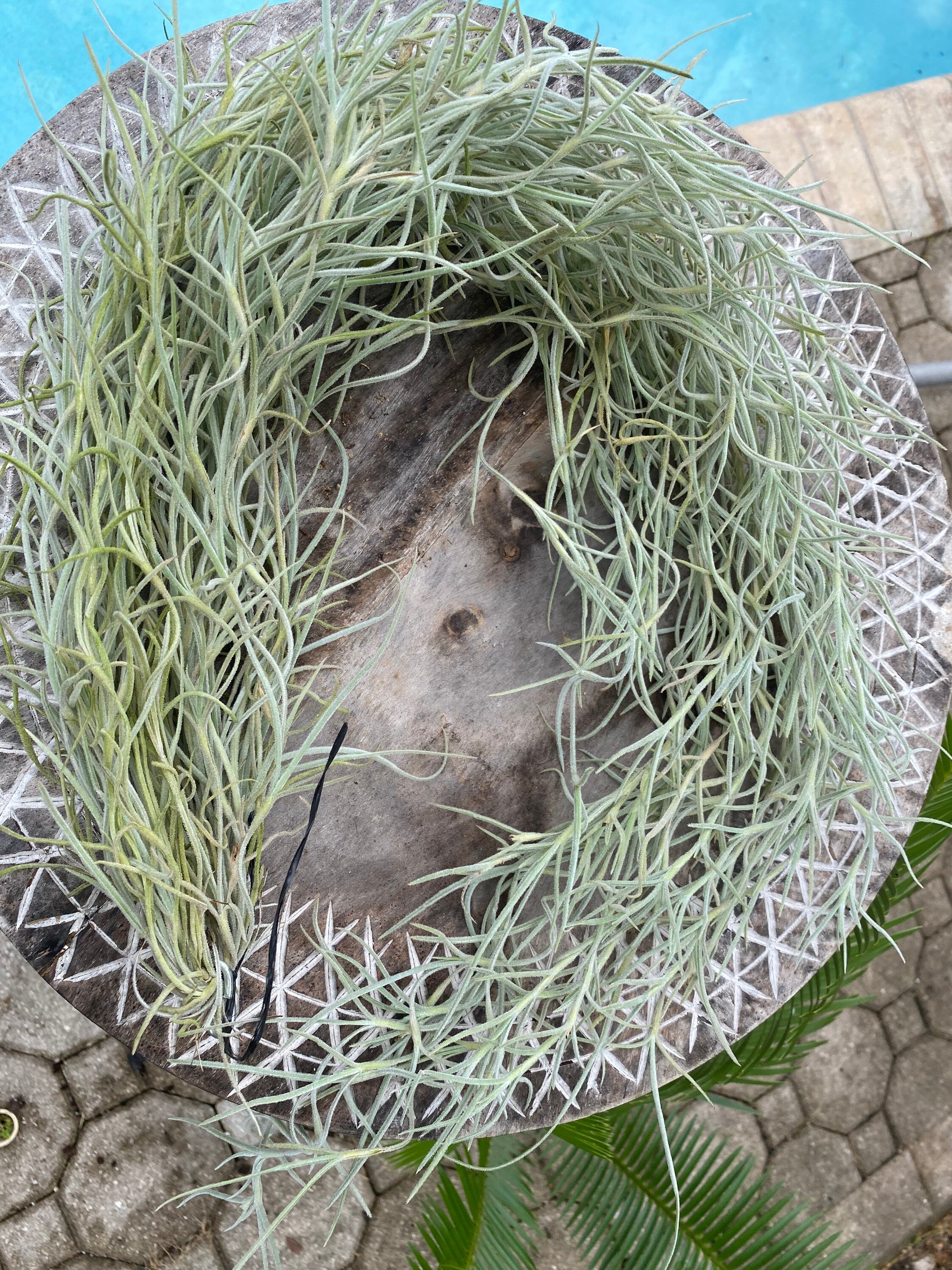 Spanish Moss, tillandsia - bundle