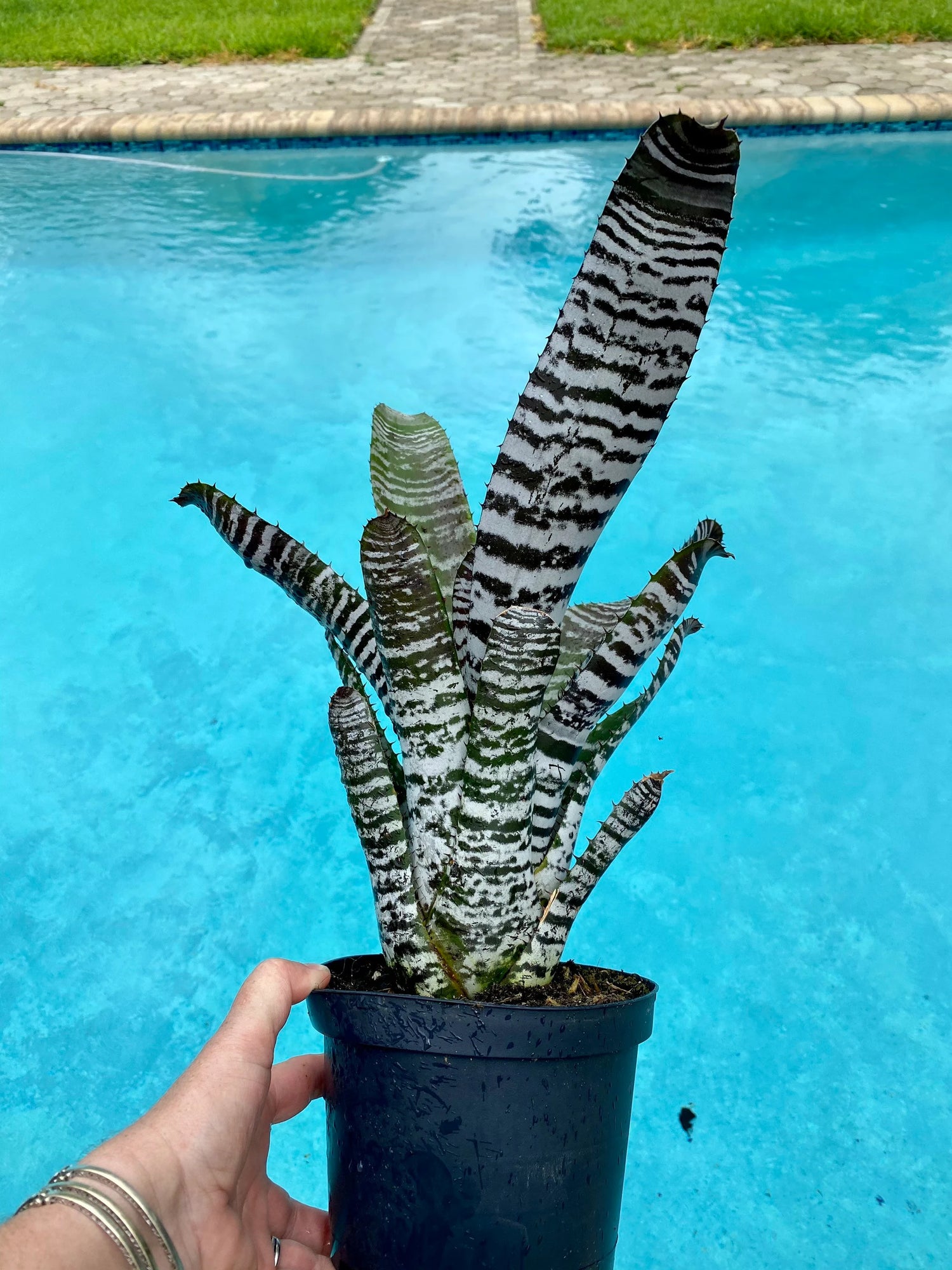Aechmea ‘Chantinii DeLeon’ Black bromeliad, 6” pot