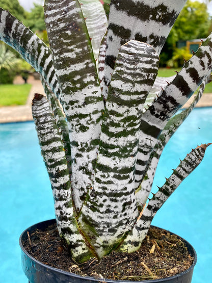 Aechmea ‘Chantinii DeLeon’ Black bromeliad, 6” pot