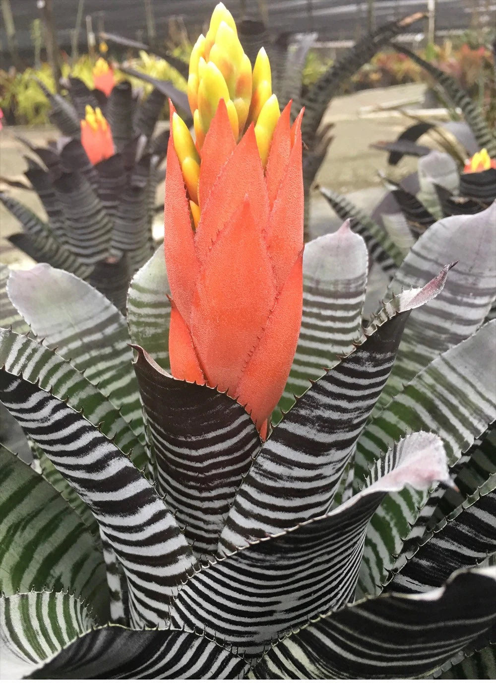 Aechmea ‘Chantinii DeLeon’ Black bromeliad, 6” pot