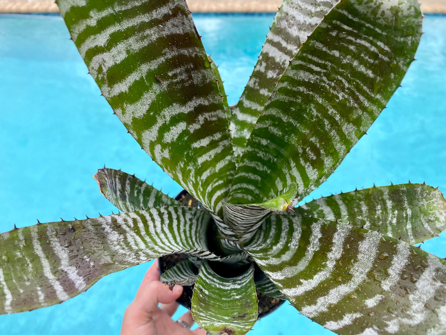 Aechmea ‘Chantinii DeLeon’ Black bromeliad, 6” pot