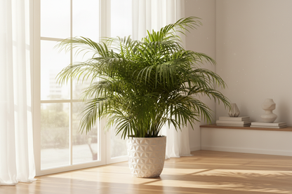 Cat palm in pot by window