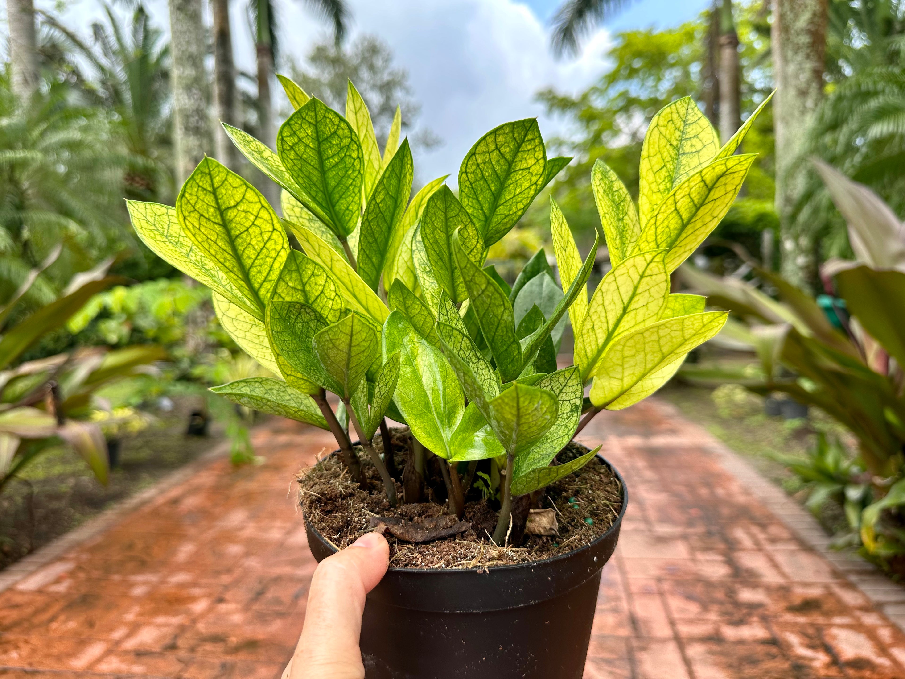 Variegated Chameleon ZZ, 6” pot