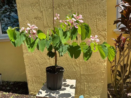 Hong Kong Orchid, 10” pot