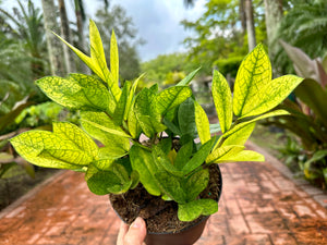 Variegated Chameleon ZZ, 6” pot