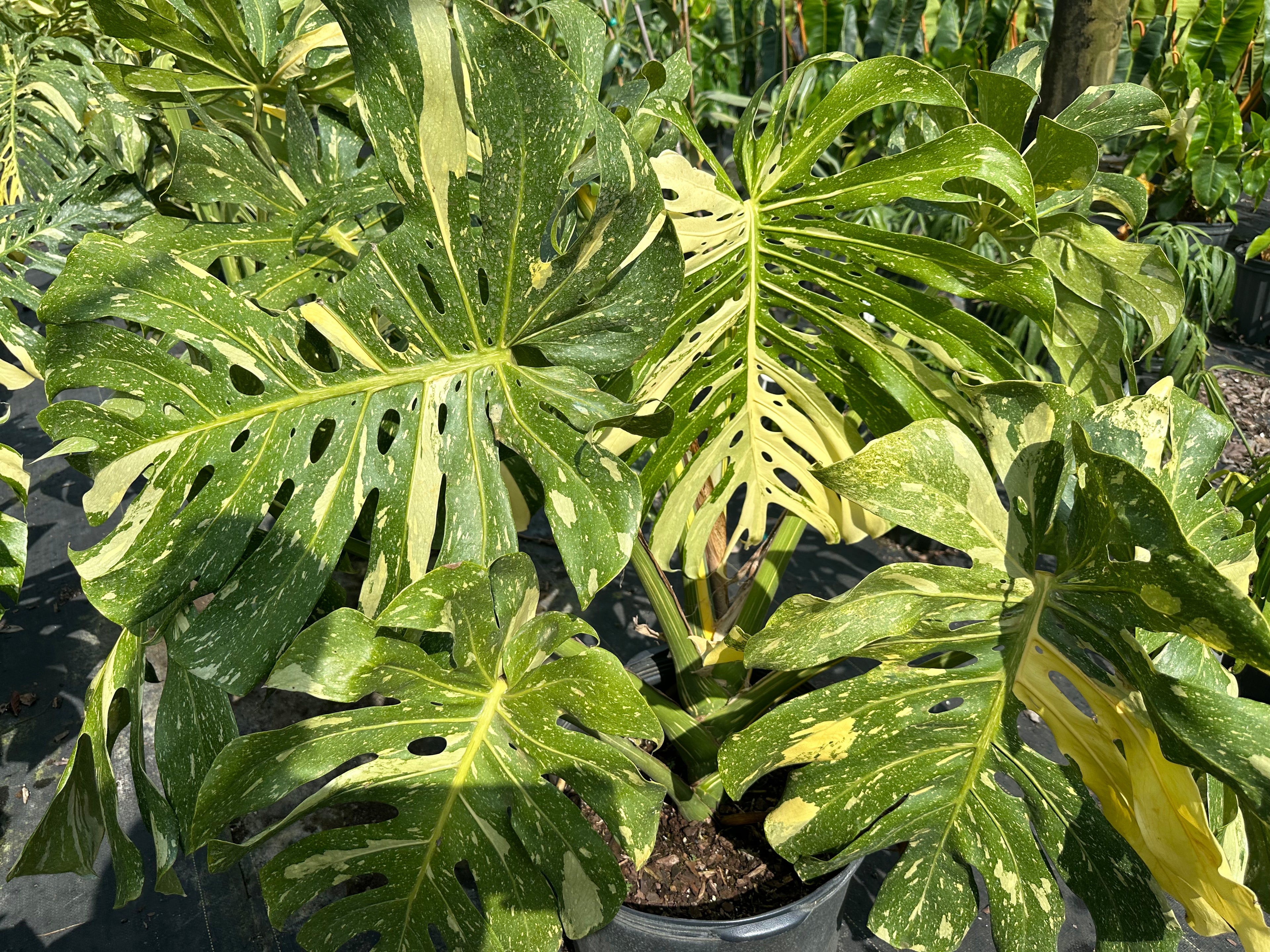 Monstera Thai Constellation, 14” pot. Ships bare-root