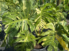 Load image into Gallery viewer, Monstera Thai Constellation, 14” pot. Ships bare-root