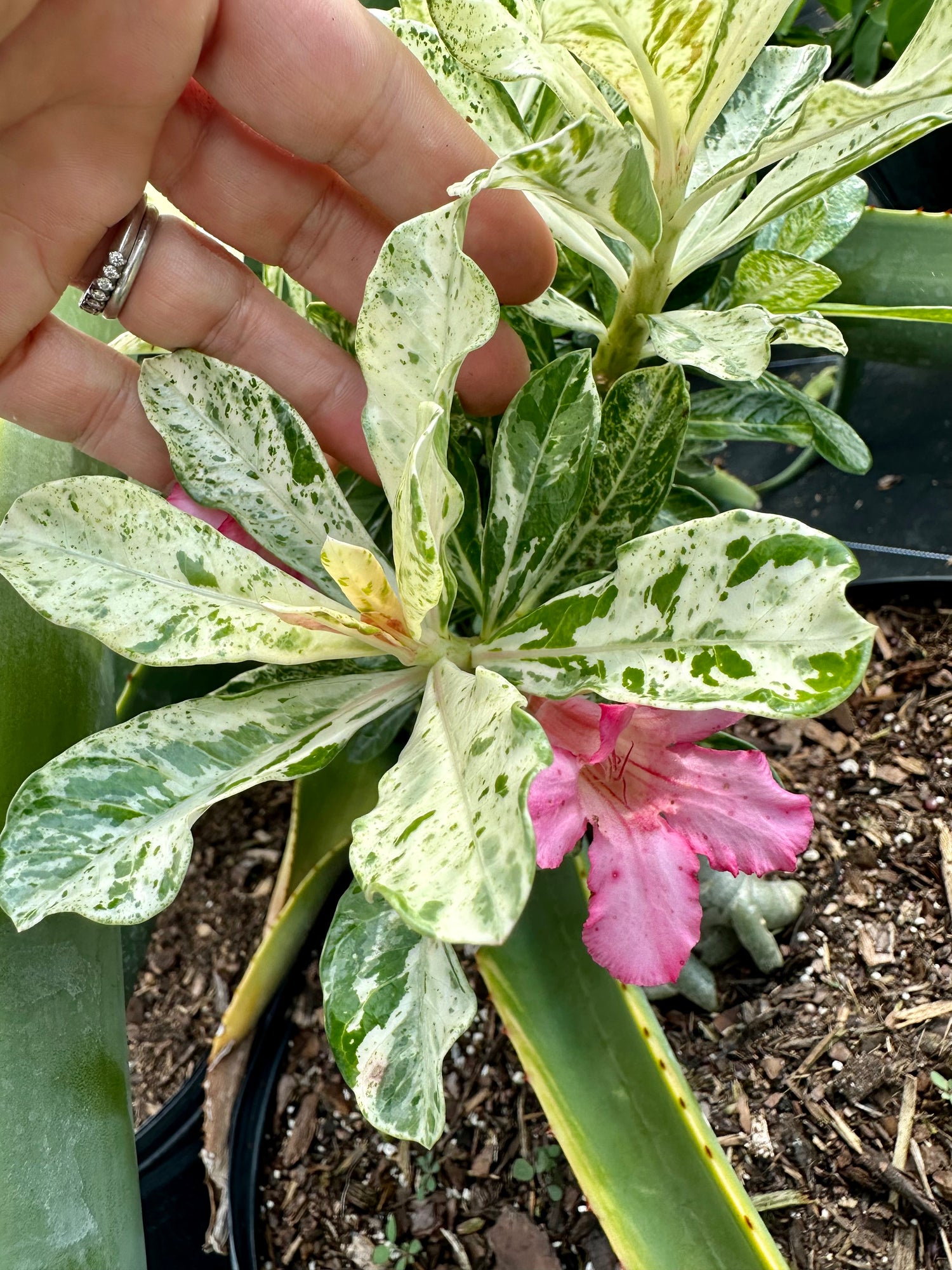 Variegated Desert Rose. Ships bare-root.