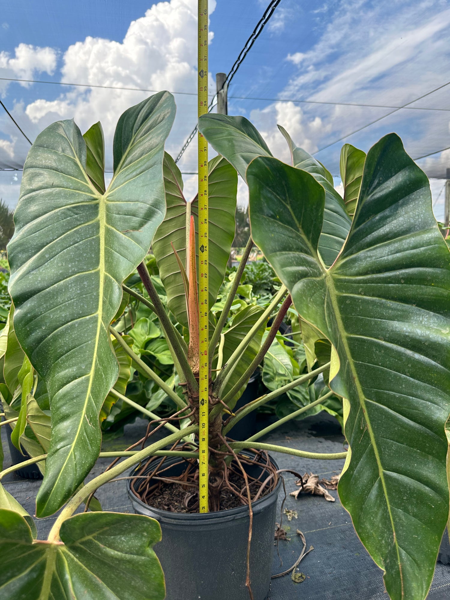 philodendron bernardopazii narrow Philodendron Bernardopazii, 14” pot. Ships bare-root