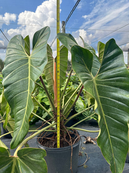 philodendron bernardopazii mature Philodendron Bernardopazii, 14” pot. Ships bare-root
