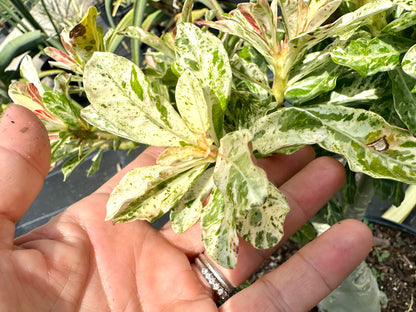 Variegated Desert Rose. Ships bare-root.