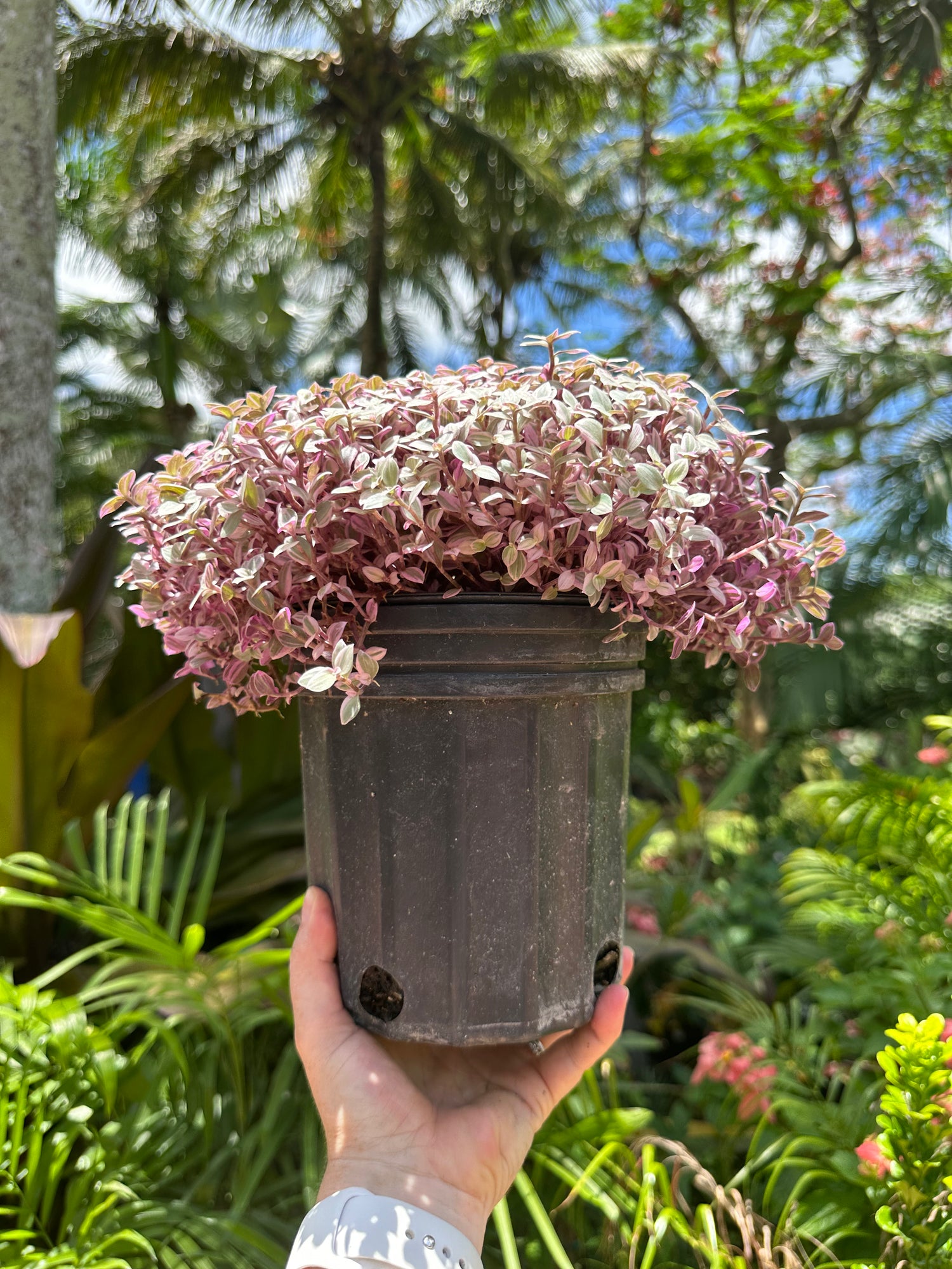 Tradescantia Pink Panther, 1 g pot