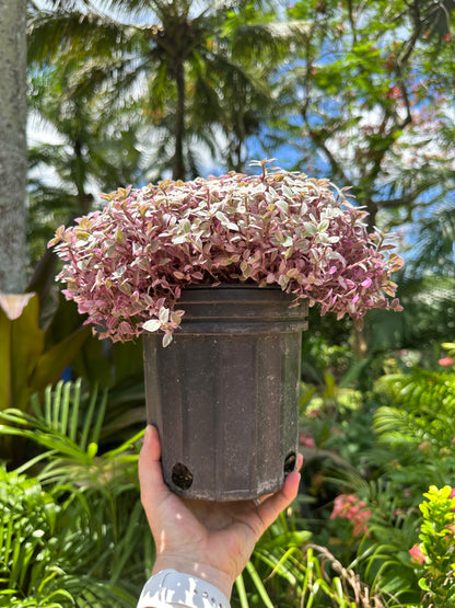 Tradescantia Pink Panther, 1 g pot