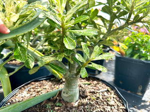 Variegated Desert Rose. Ships bare-root.