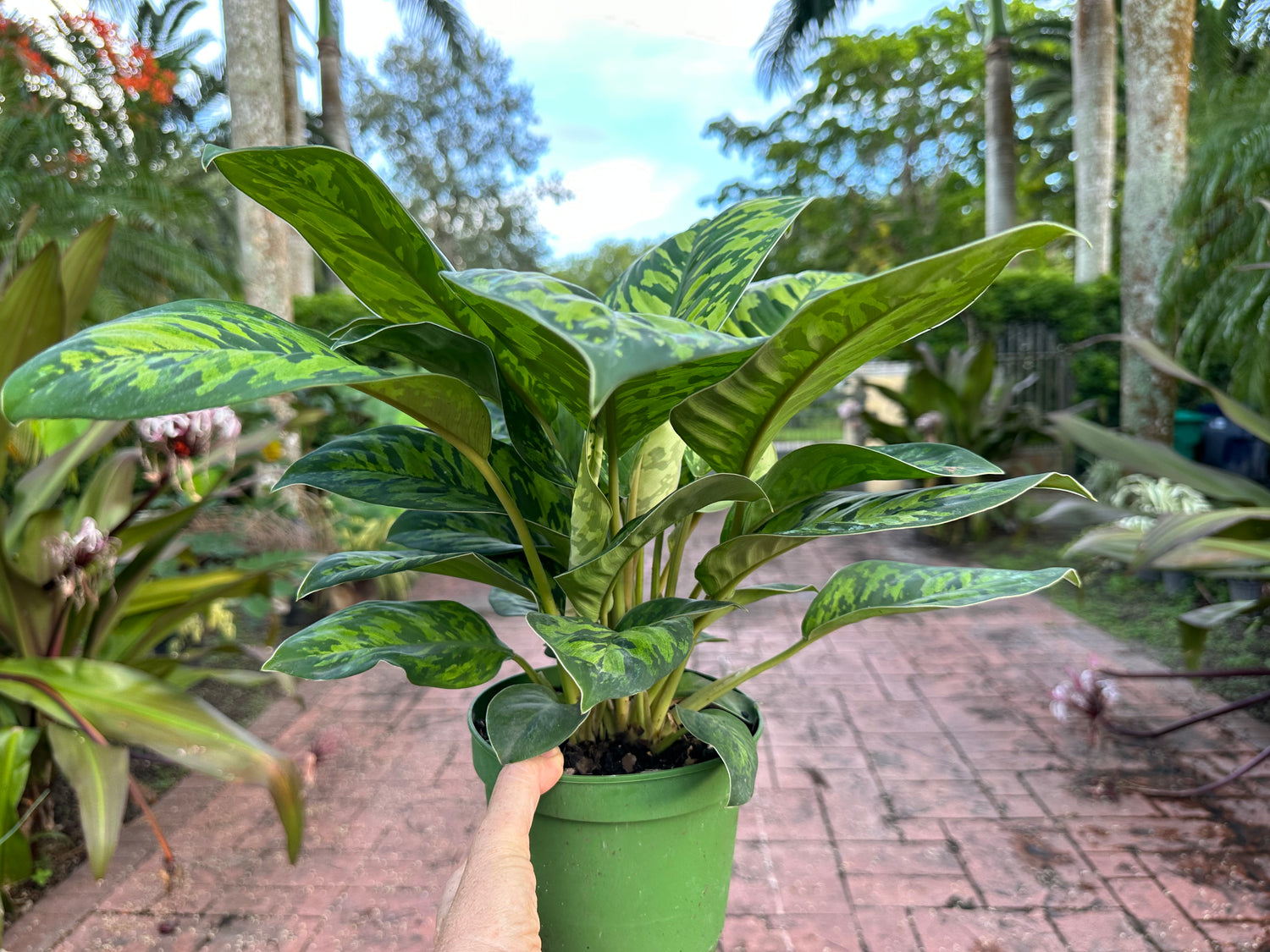 Homalomena Camouflage