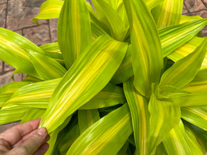 Dracaena Bronze Bay, 10” pot