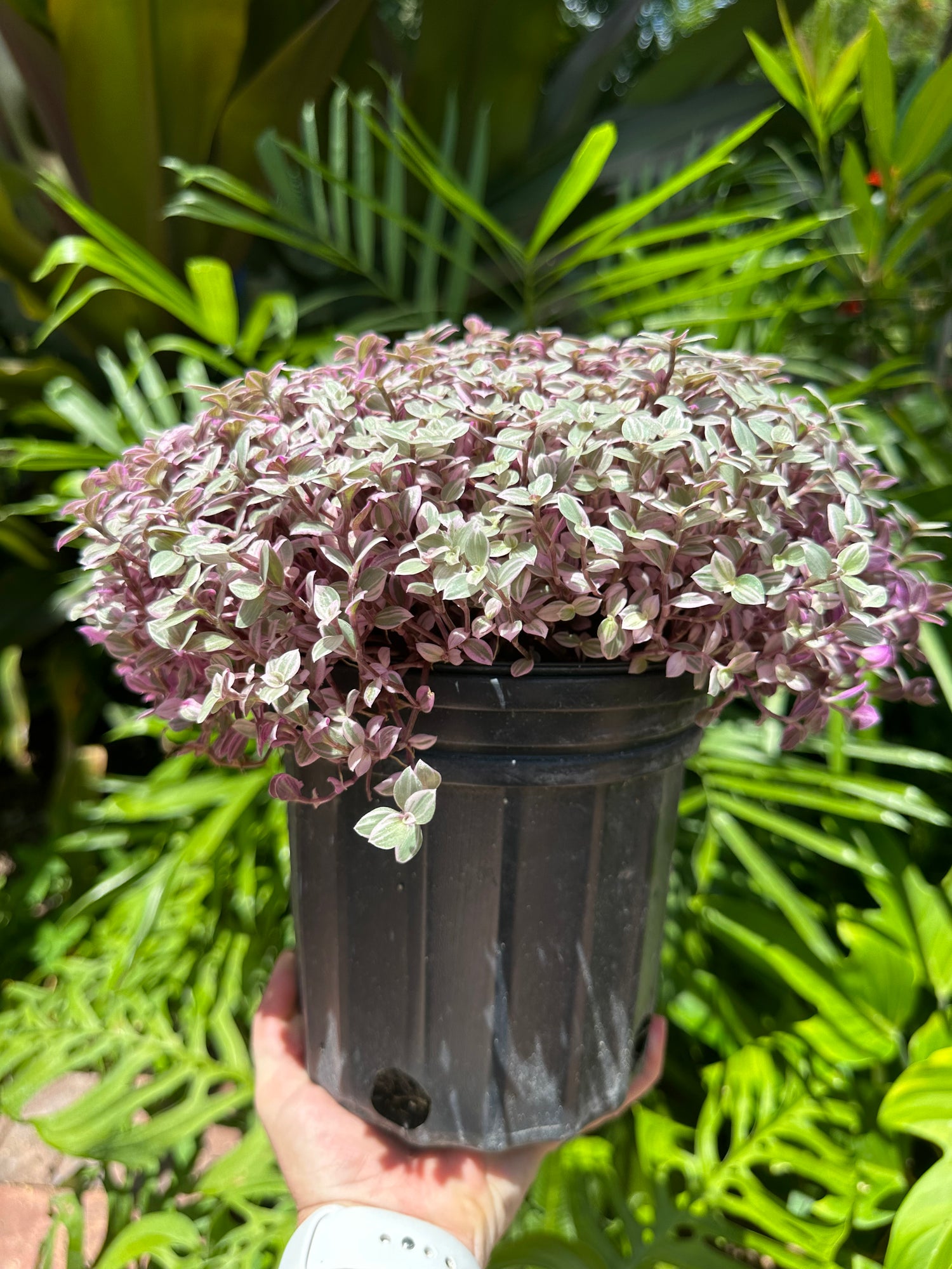 Tradescantia Pink Panther, 1 g pot