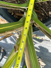 Load image into Gallery viewer, Monstera Thai Constellation, 14” pot. Ships bare-root