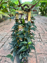 Load image into Gallery viewer, Syngonium Red Arrow, 10” pot. Trellis
