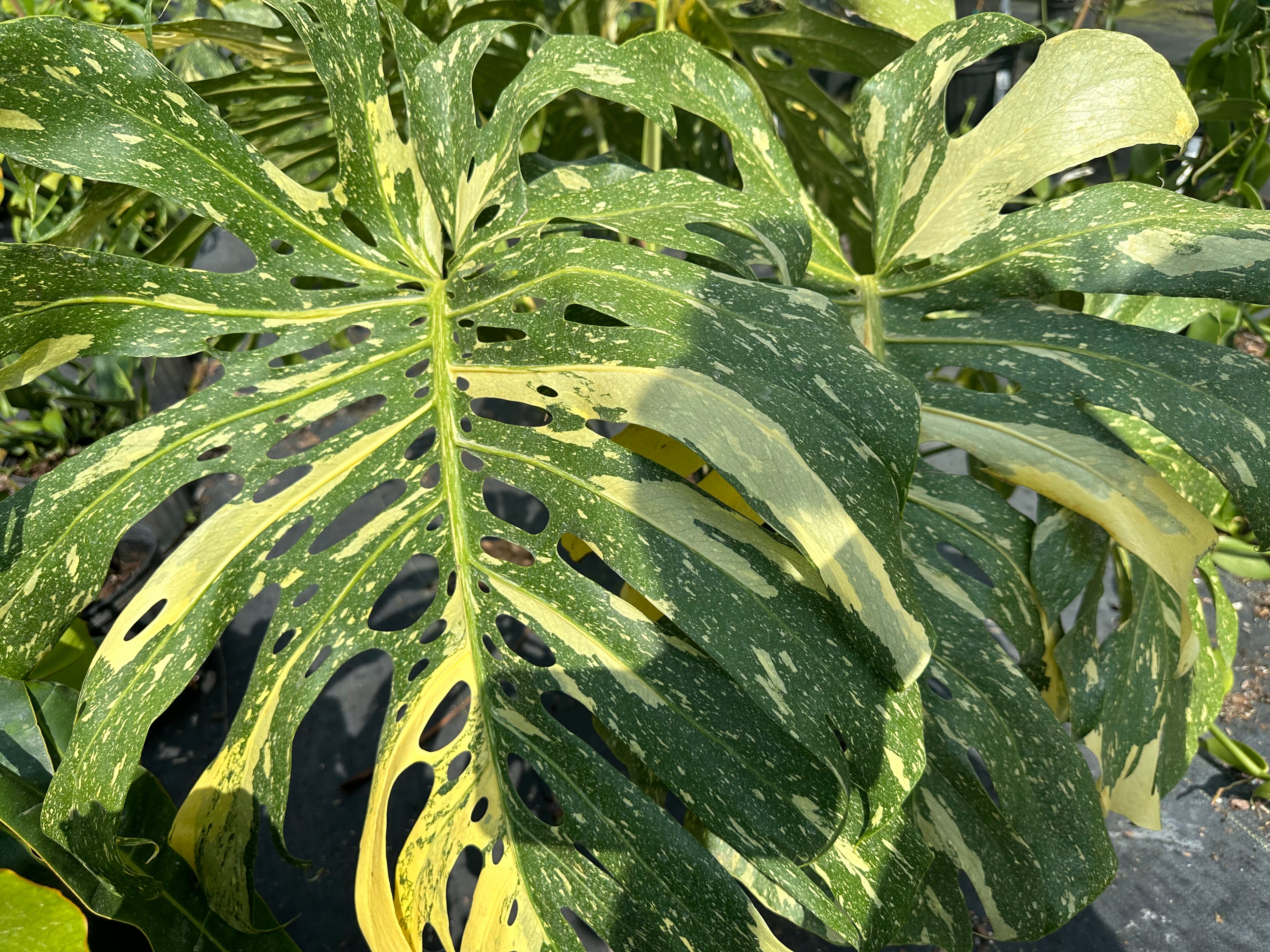 Monstera Thai Constellation, 14” pot. Ships bare-root