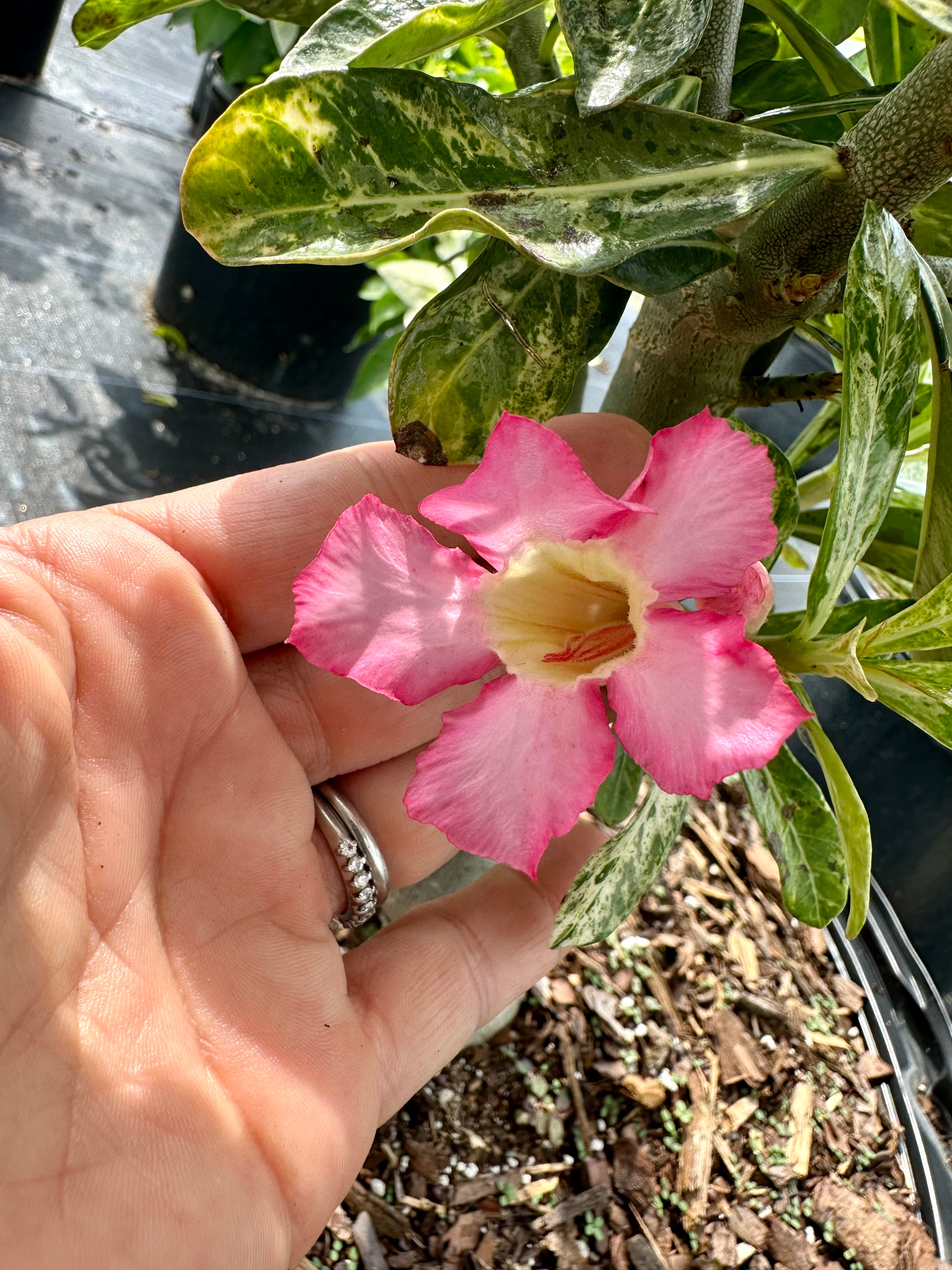 Variegated Desert Rose. Ships bare-root.