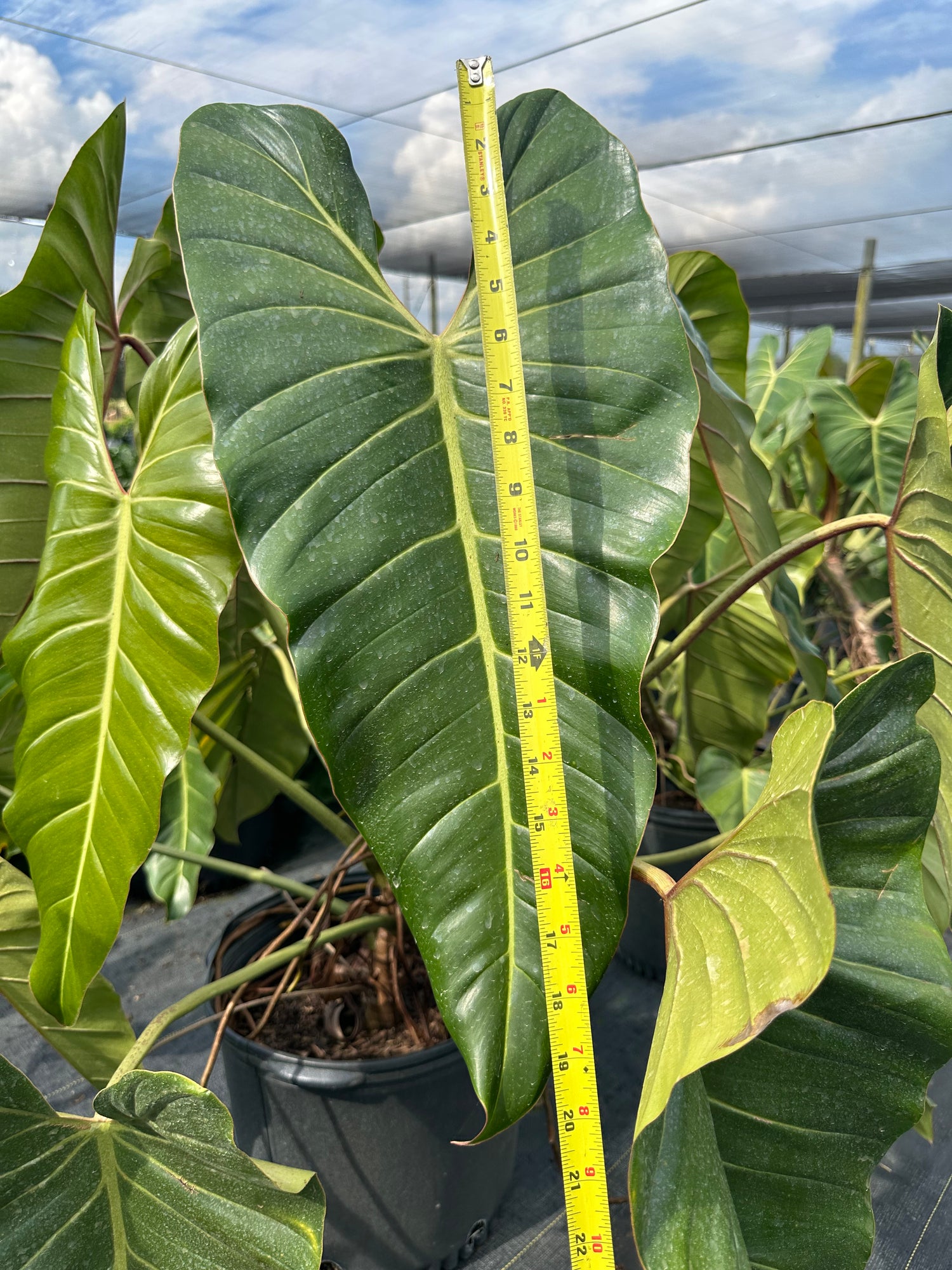 Philodendron Bernardopazii, 14” pot. Ships bare-root