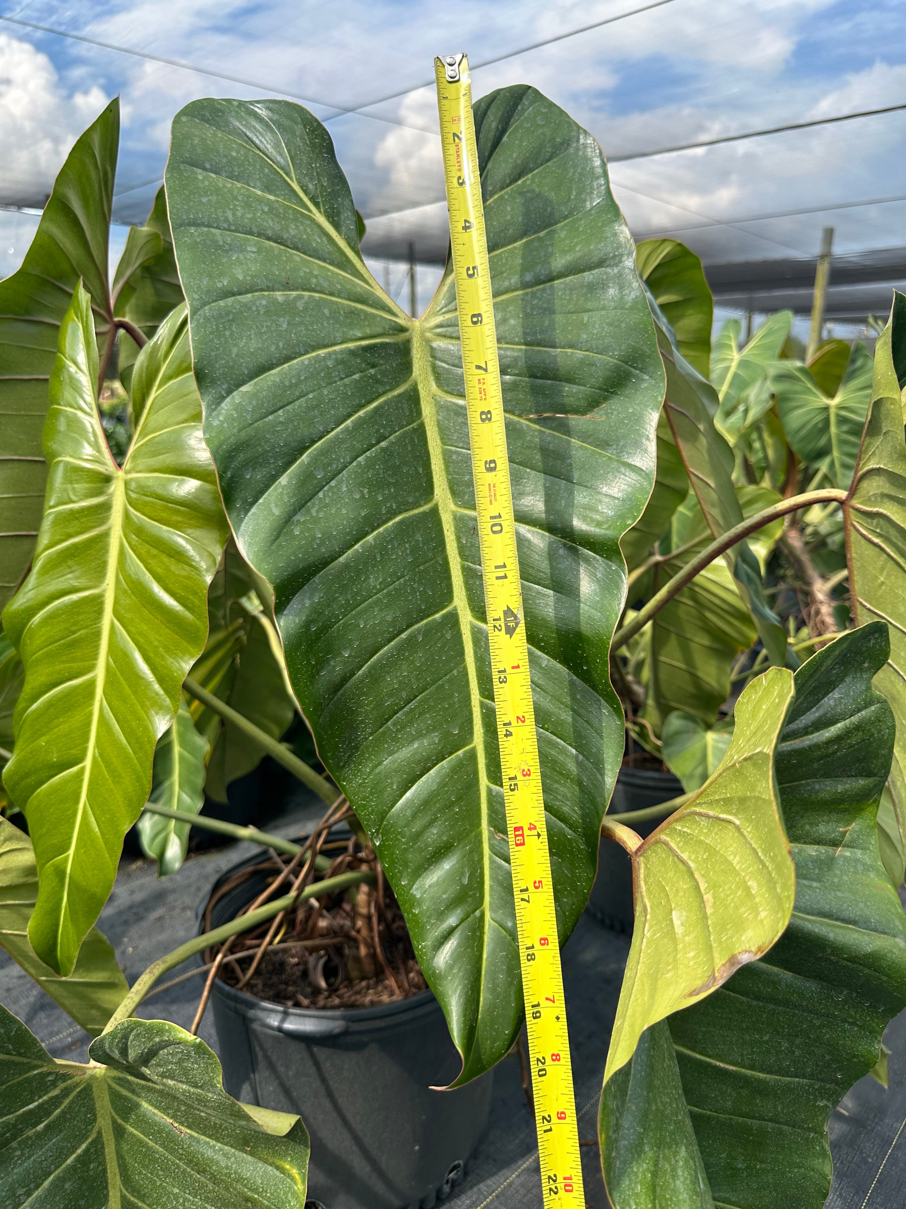 Philodendron Bernardopazii, 14” pot. Ships bare-root