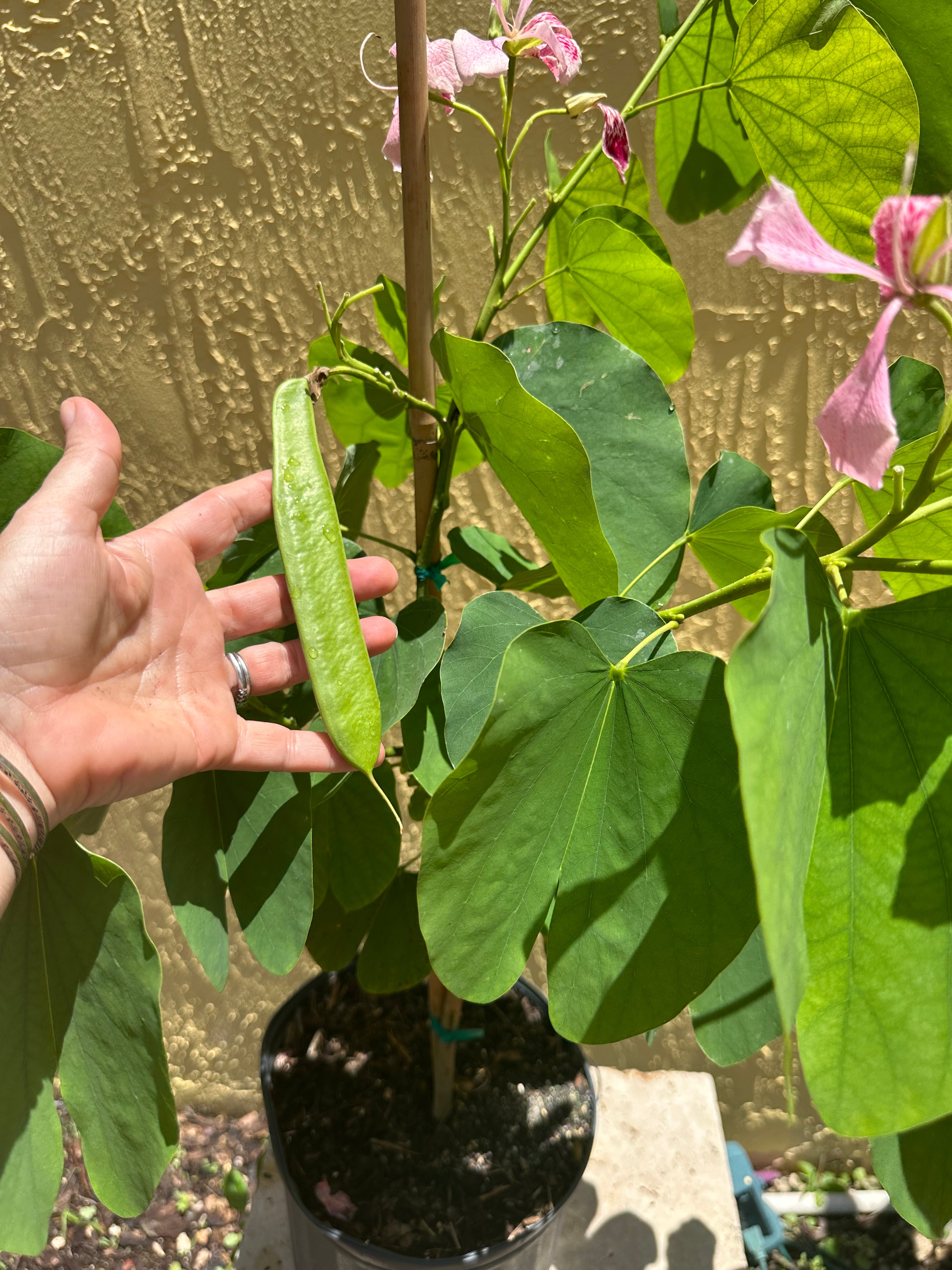 Hong Kong Orchid, 10” pot