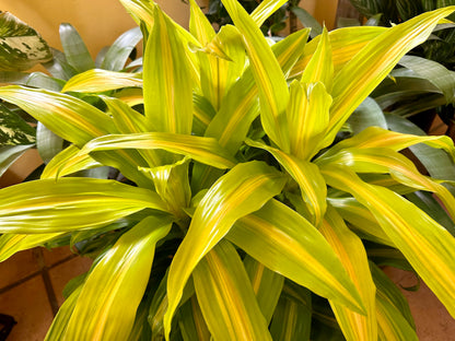 Dracaena Bronze Bay, 10” pot