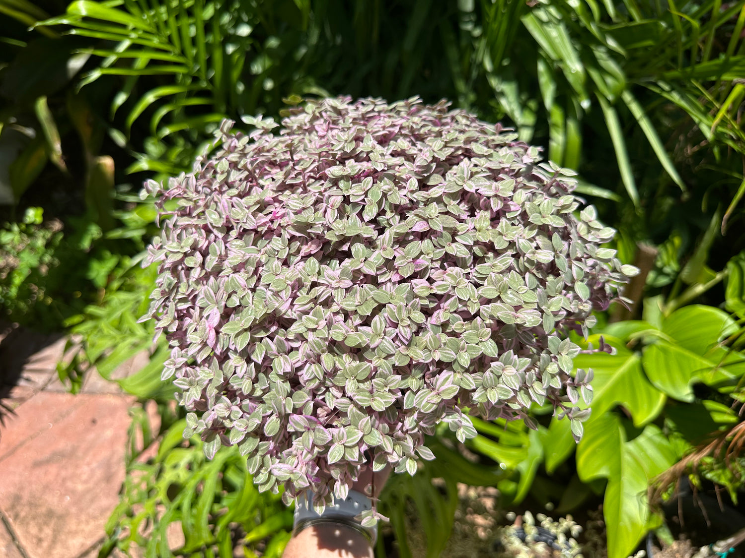 Tradescantia Pink Panther, 1 g pot