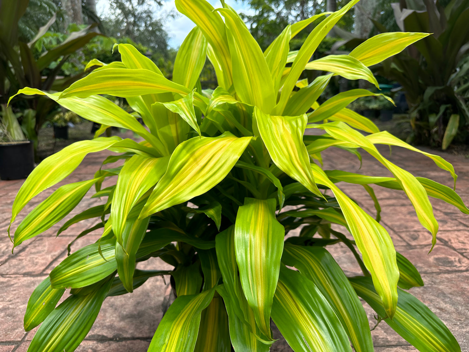 Dracaena Bronze Bay, 10” pot