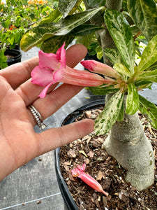 Variegated Desert Rose. Ships bare-root.