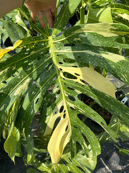 Monstera Thai Constellation, 14” pot. Ships bare-root