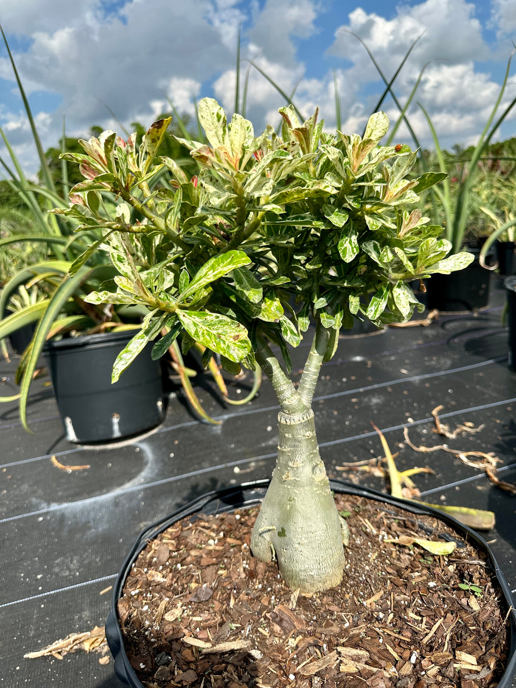 Variegated Desert Rose. Ships bare-root.