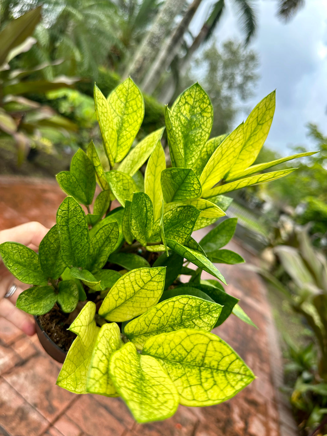 Variegated Chameleon ZZ, 6” pot