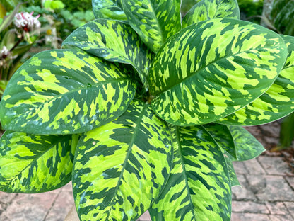 Homalomena Camouflage