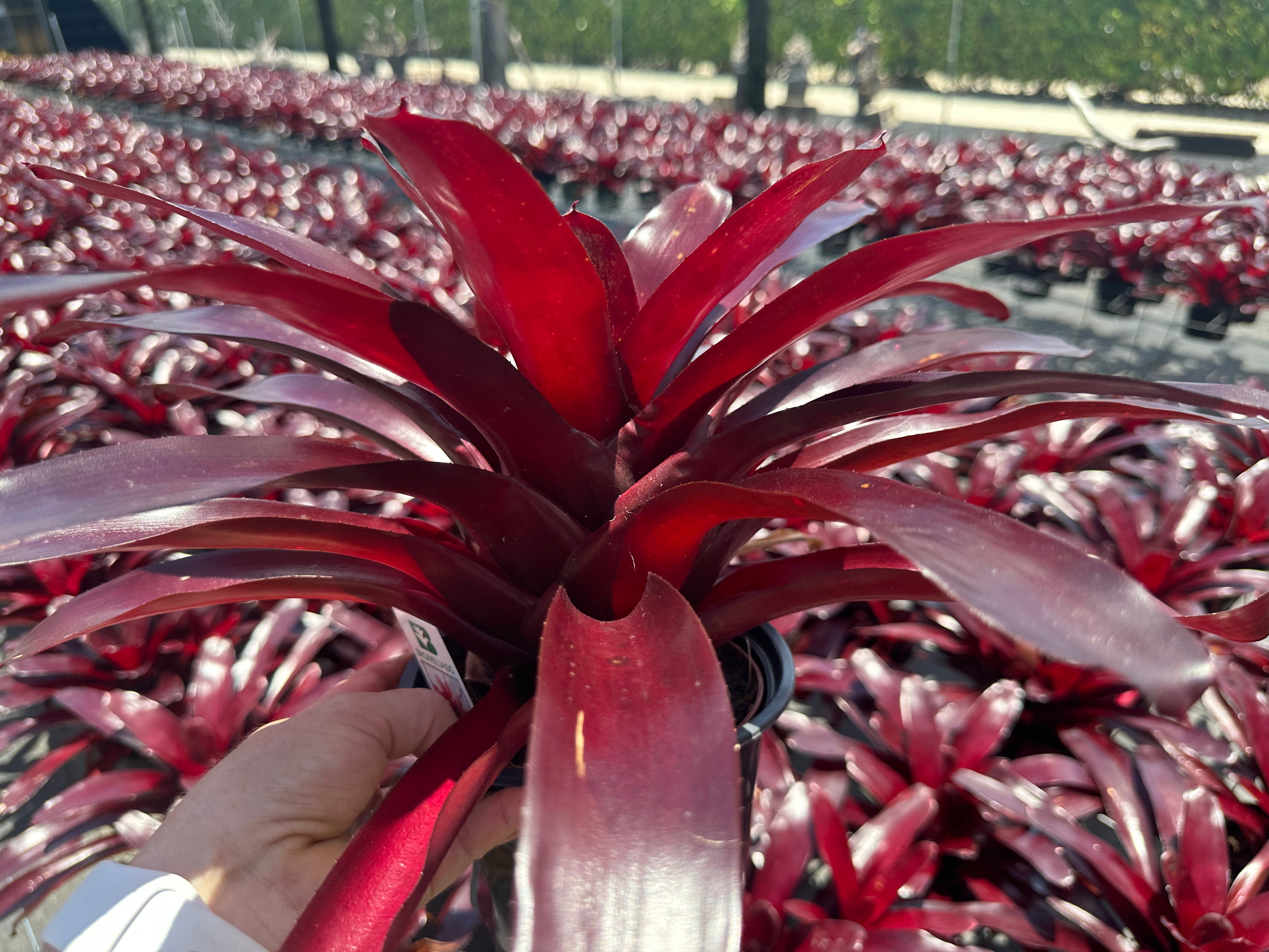 Neoregelia Elwood, 5” pot
