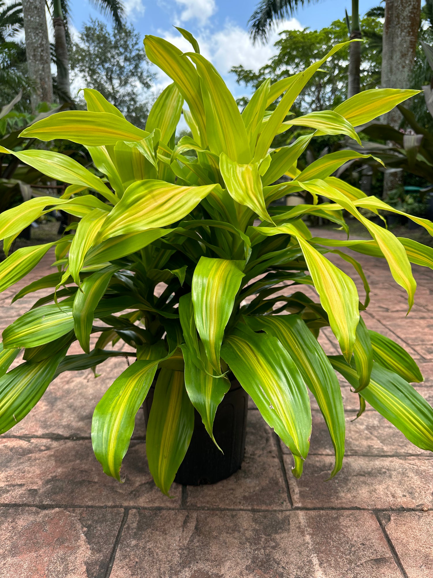 Dracaena Bronze Bay, 10” pot