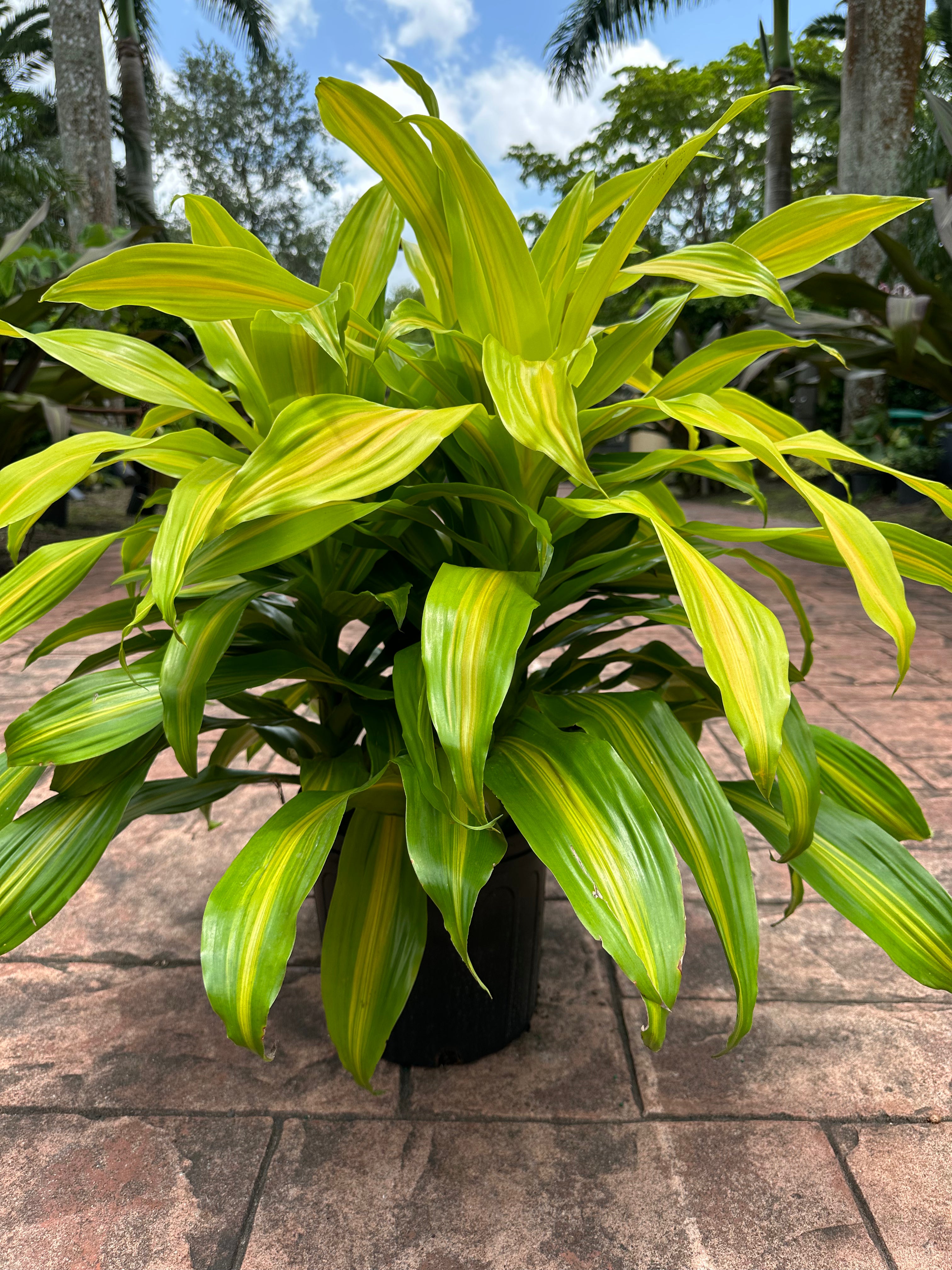 Dracaena Bronze Bay, 10” pot