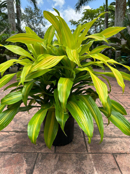 Dracaena Bronze Bay, 10” pot