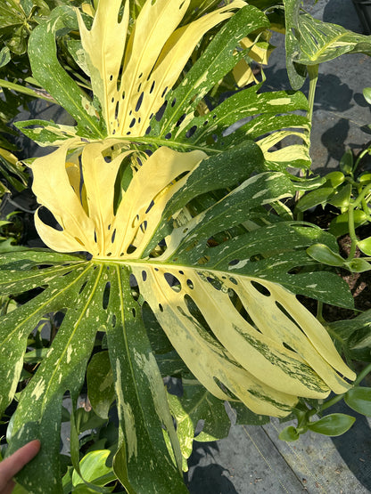 Monstera Thai Constellation, 14” pot. Ships bare-root