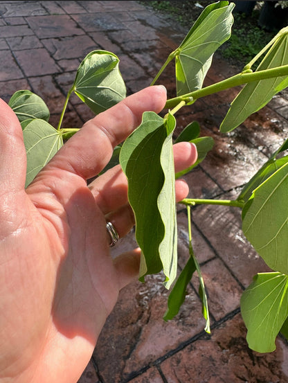 Hong Kong Orchid, 10” pot