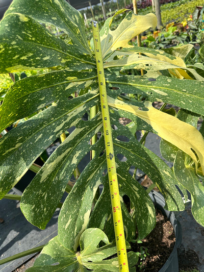 Monstera Thai Constellation, 14” pot. Ships bare-root