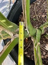 Load image into Gallery viewer, Monstera Thai Constellation, 14” pot. Ships bare-root