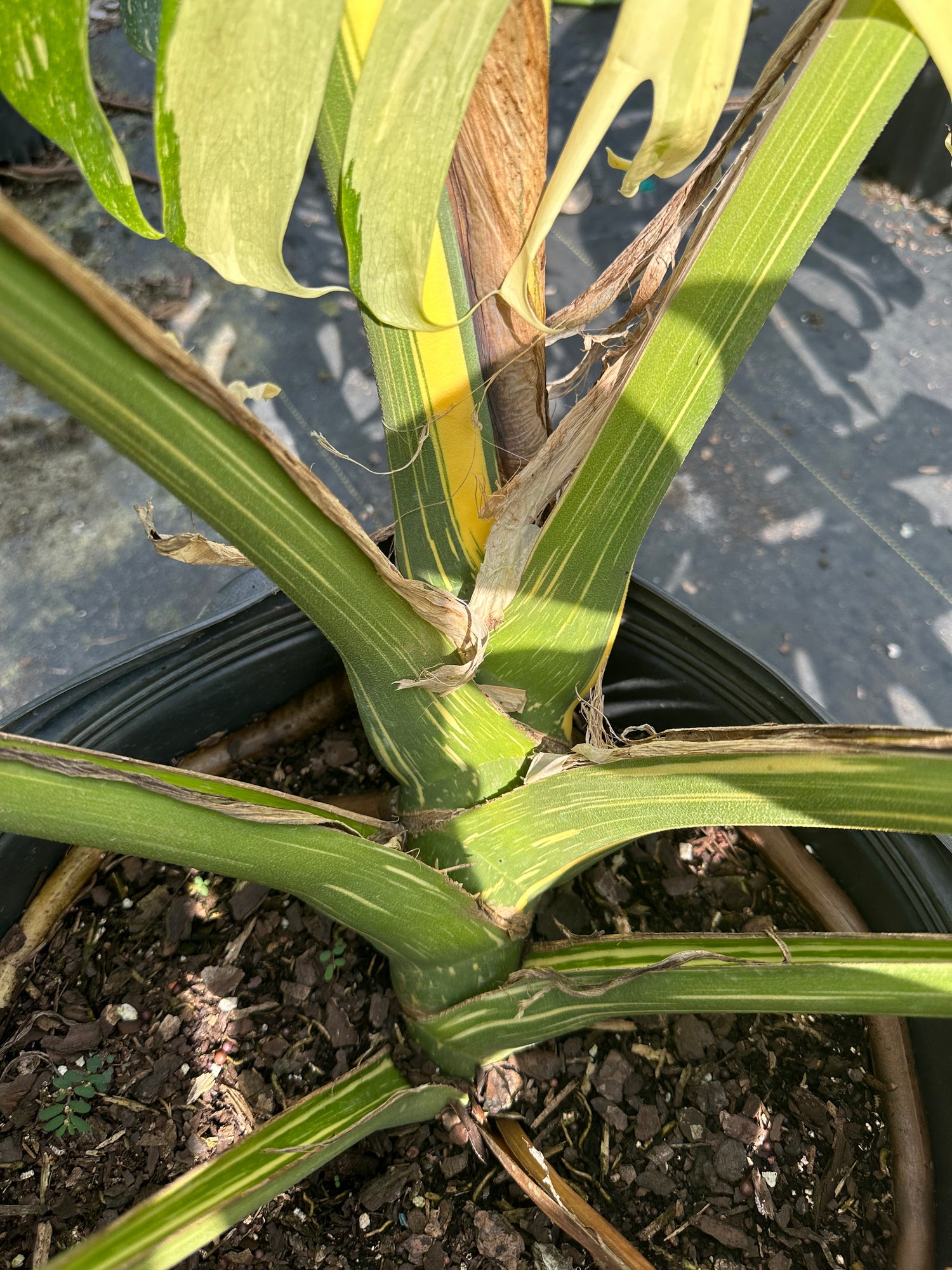 Monstera Thai Constellation, 14” pot. Ships bare-root