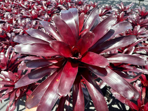 Neoregelia Elwood, 6” pot