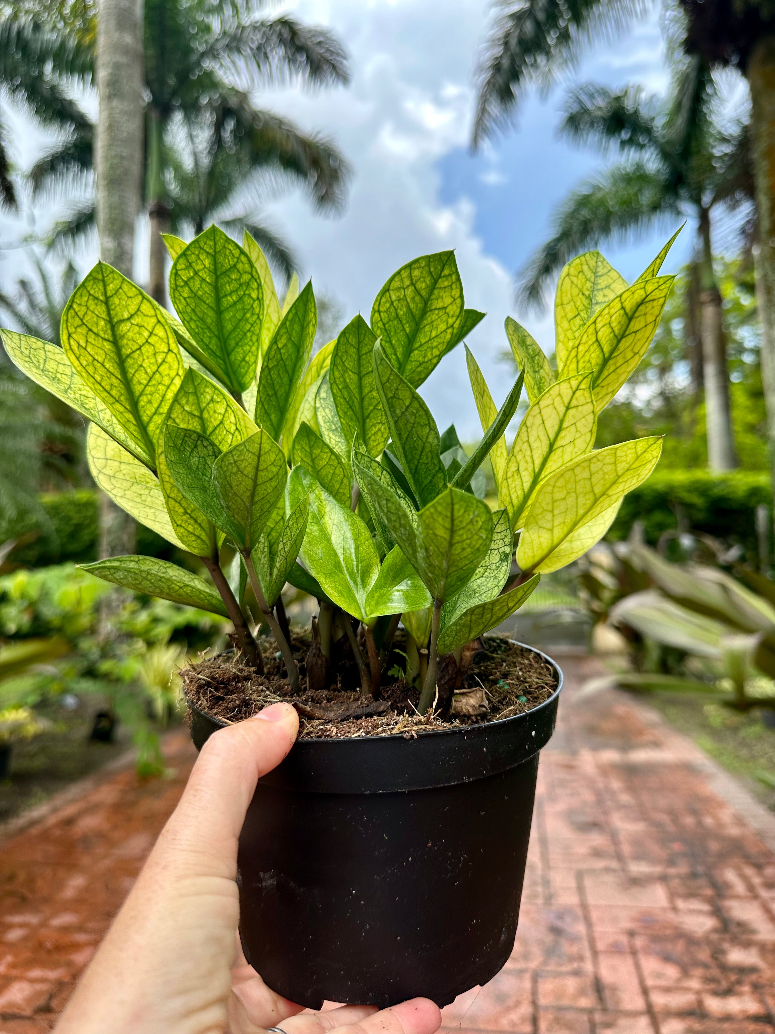 Variegated Chameleon ZZ, 6” pot