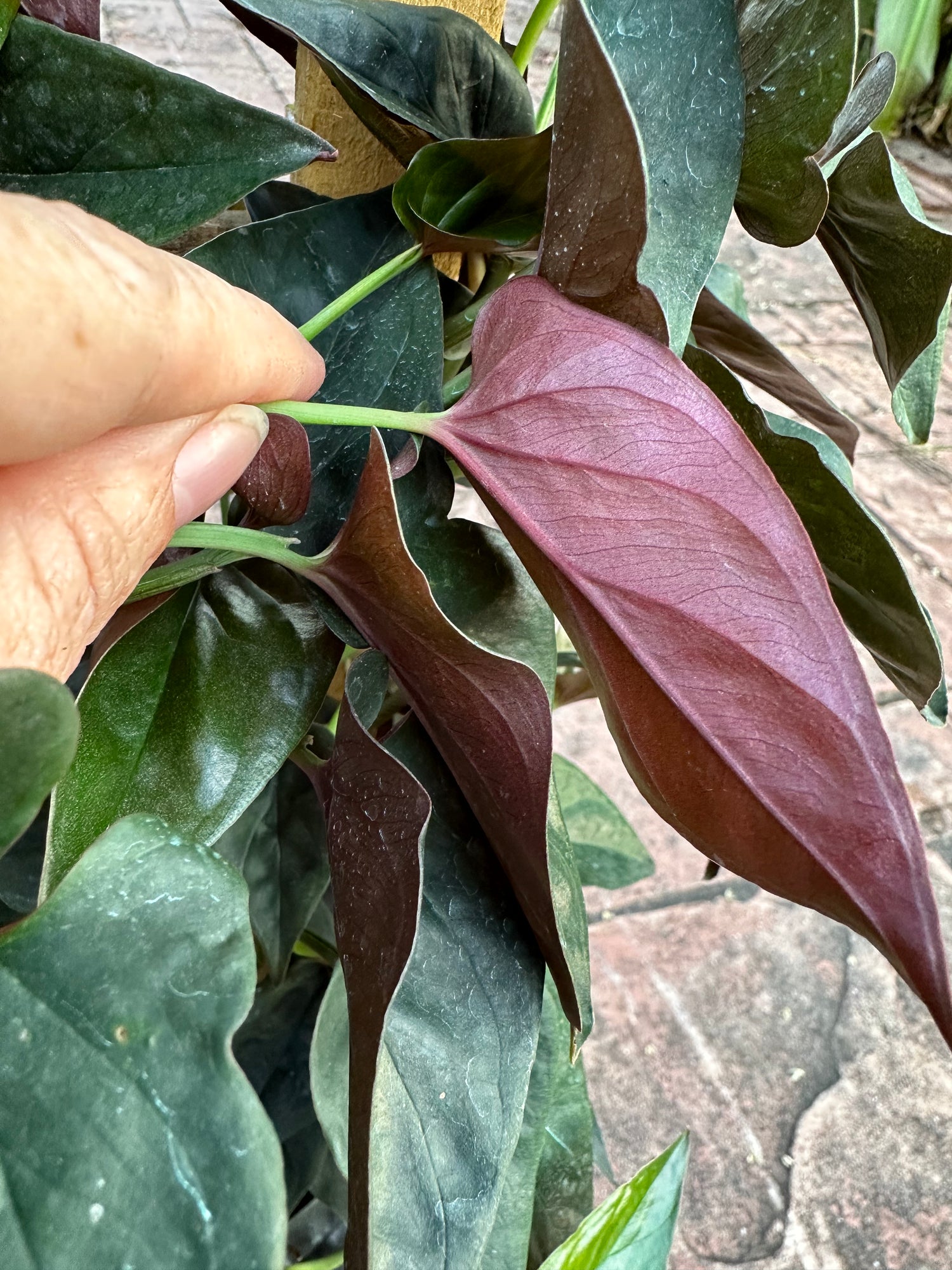 Syngonium Red Arrow, 10” pot. Trellis