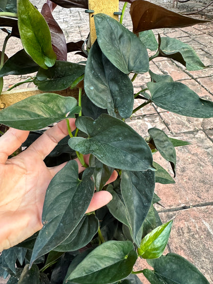 Syngonium Red Arrow, 10” pot. Trellis